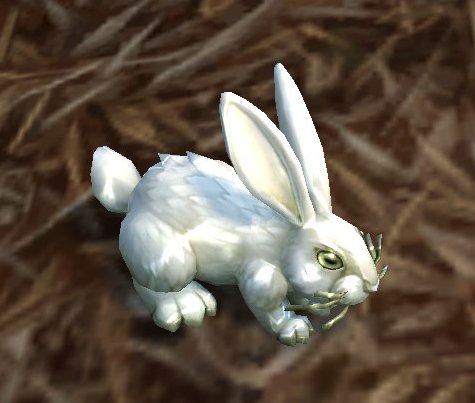 7-1-ptr_cottontail.jpg