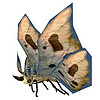 moth beige.jpg
