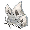 moth white.jpg