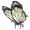 butterflywhite.jpg