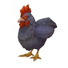 chickengrey.jpg