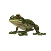frogspottedgreen.jpg
